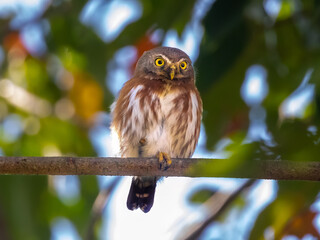 Least Pygmy-Owl, One of the smallest owls in the world.