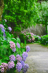 Obraz premium blooming hydrangea in a park, background plate