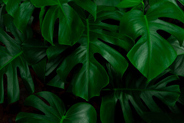 Obraz premium Tropical bush plant jungle wall background with monstera leaves. Lush green foliage, banner. Large monstera deliciosa growing wild in tropical climate.