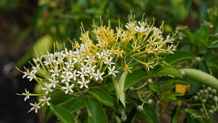 Ixora finlaysoniana, commonly known as White Jungle Flame or Thai Ixora, is a tropical flowering shrub from the Rubiaceae family. It is closely related to the more common Ixora coccinea but is disting