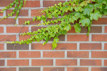 Ivy growing on a red brick wall
