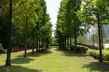 Small road in the park with trees and grass
