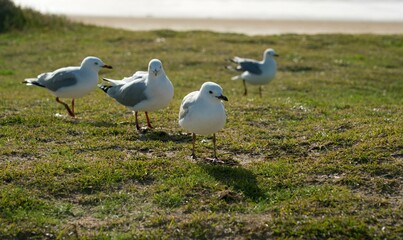 seagulls on the grass