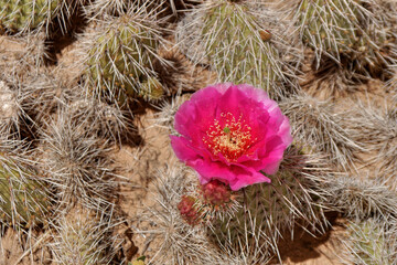 Cactus flowers in the Utah desert in Arches National Park