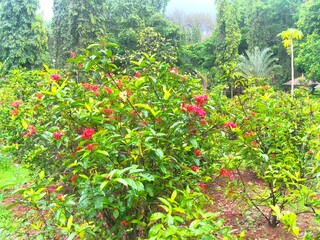 Flowers in the garden 