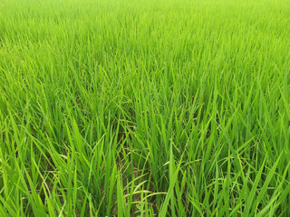 Rice field in the morning, close-up of rice.