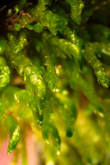 Branches of the spoon-leaved moss with shiny, concave leaves.