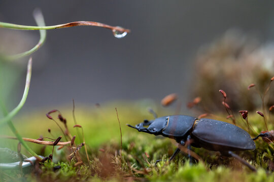 Bug. Dorcus parallelipipedus. Little Rogach beetle. Insect. Black beetle dorcus. Green background.