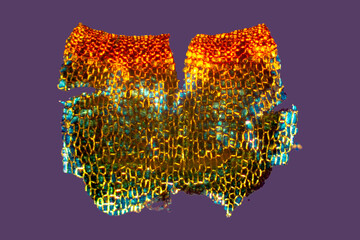 Abstract micrograph of the capsule wall of the moss Hedwigia.