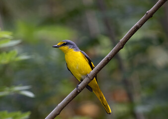 Orange minivet female bird on a branch