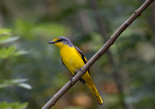 Orange minivet female bird on a branch
