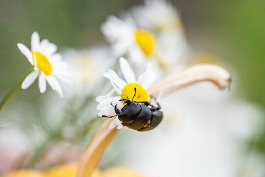 Dorcus parallelipipedus. Little Rogach beetle. Insect on a flower. Black beetle dorcus. Bug. 