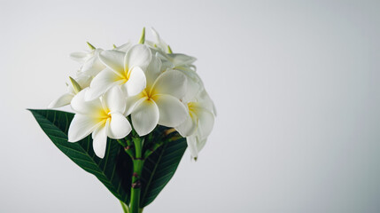 A close-up image of white plumeria flowers with green leaves against a white background