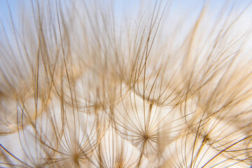 Obraz premium dandelion against blue sky