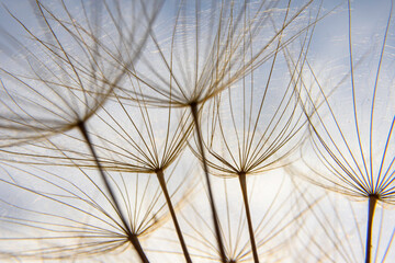 Obraz premium dandelion against blue sky