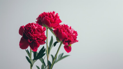Fototapeta premium A close-up image of three pink peonies in full bloom against a white background