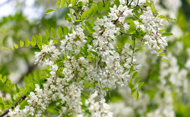 White flowers on an acacia tree in the park
