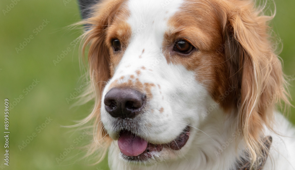 Wall mural portrait of a dog outdoors in summer