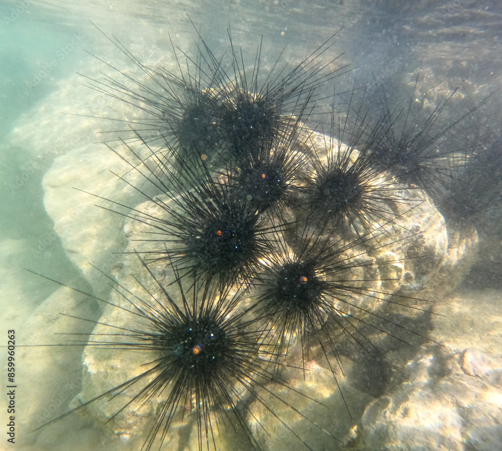 Poster sea urchin in the sea underwater