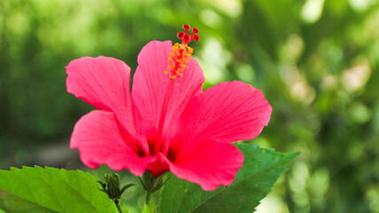 Hibiscus rosa-sinensis. This is a tropical evergreen plant with pink flowers and green leaves during the sunny day.