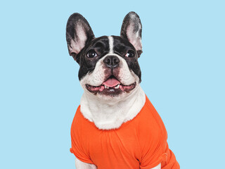 Cute puppy and stylish t-shirt. Isolated background. Closeup, indoors. Studio shot. Day light. Beauty and fashion. Concept of care, education, training and raising pets