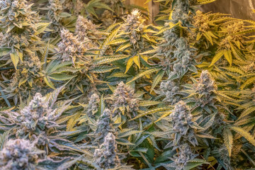 female blossom marijuana SoG Sea of Green net hemp cultivation technique Growing pot indoor bloom...