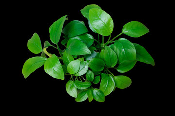 Exotic Green Leaves Anubias Nana Golden clump aquarium plant isolated on black background with clipping path