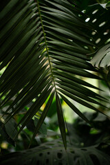 Close-Up View of a Lush Green Palm Leaf in a Tropical Garden