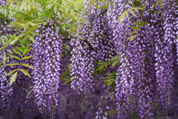 藤の花咲く季節