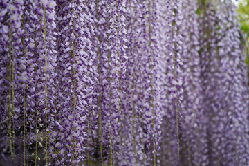 藤の美しき瞬間