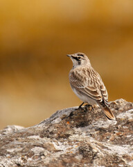 Horned Lark on a rock with a blank background in Victoria, British Columbia, Canada.