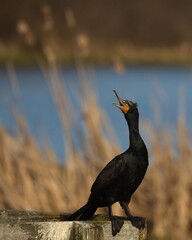 A single Double-crested Cormorant at a lake on a dock railing mouth open in Victoria, British Columbia, Canada.