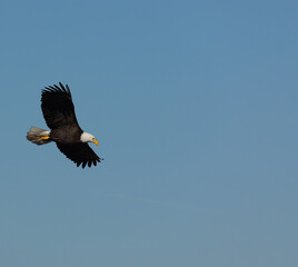 An adult Bald Eagle with wings spread flying against a blue sky in Victoria, British Columbia, Canada.
