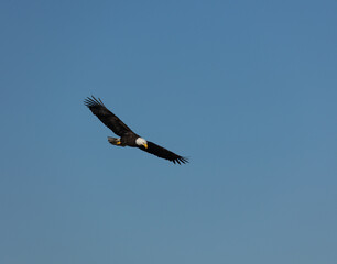An adult Bald Eagle with wings spread flying against a blue sky in Victoria, British Columbia, Canada.
