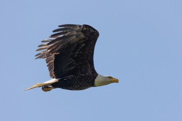 An adult Bald Eagle flapping wings flying against a blue sky in Victoria, British Columbia, Canada.