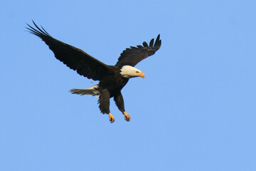 An adult Bald Eagle with wings spread and legs and feet down flying and landing in Victoria,...