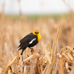 A single Yellow-headed Blackbird on dry reeds in a marsh