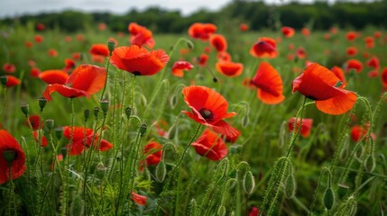 Red Poppies in a Field of Green