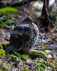 A Ruffed Grouse on forest floor in Algonquin Provincial Park, Ontario, Canada.