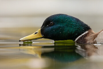 A Male Mallard duck from water level in Victoria, British Columbia, Canada.