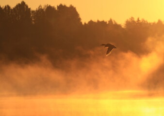 A Mallard duck in flight at sunrise over foggy lake in Victoria, British Columbia, Canada.