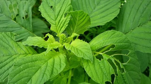 Closeup of foxtail leaves of amaranth blooming in springtime lush foliage. It is used as herbal, antioxidant, biological and supplementary medicine. Increased industrial importance due to oil squalene