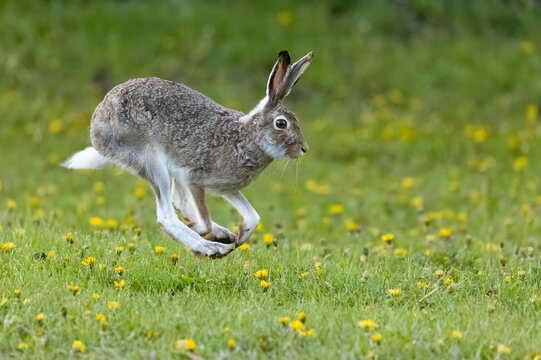 A White-tailed Jackrabbit hopping through a flowery field in Calgary, Alberta, Canada.