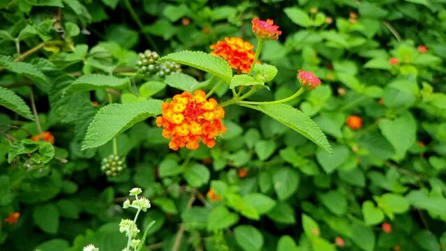 Beautiful multicolor flower of lantana camara flowering plant from verbenaceae family.  Bunch of varous color petals in single flower having honey inside.