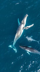 Naklejka premium A humpback whale and two smaller whales in the water.