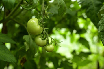 A close-up photo of a cluster of green tomatoes against a backdrop of green leaves in a greenhouse. The unripe tomatoes hang together, nestled among the lush foliage, bathed in soft, natural light