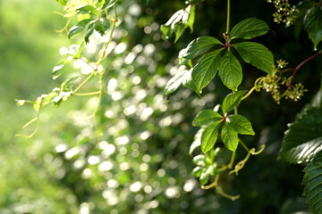 A horizontal shot of Virginia creeper (Parthenocissus quinquefolia) leaves, featuring their lush green foliage cascading downwards