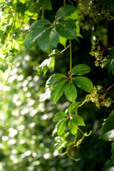 A vertical shot of vibrant Virginia creeper (Parthenocissus quinquefolia) leaves, with a focus on...