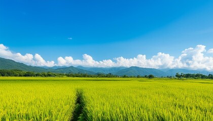 Obraz premium Buy second-hand auto or rent a car concept, Close-up hand of used car agent giving an auto key to client