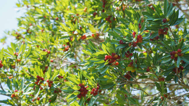 ヤマモモの実・Red bayberry